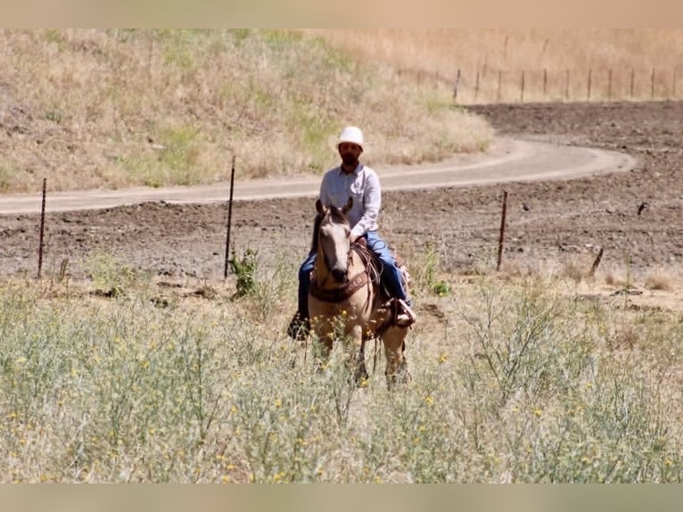 American Quarter Horse Wallach 8 Jahre 150 cm Buckskin in Tres Pinos