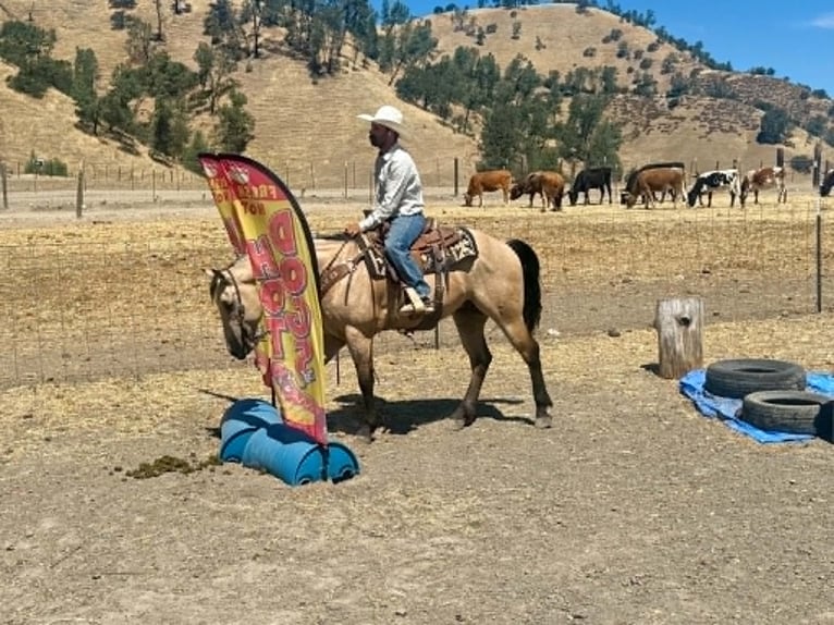 American Quarter Horse Wallach 8 Jahre 150 cm Buckskin in Tres Pinos