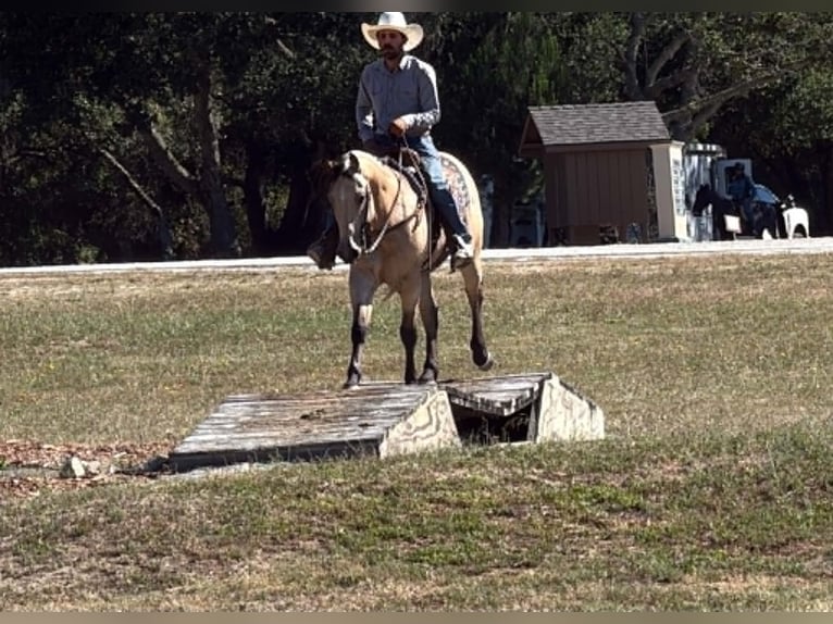 American Quarter Horse Wallach 8 Jahre 150 cm Buckskin in Tres Pinos