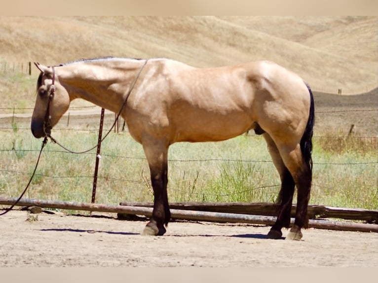 American Quarter Horse Wallach 8 Jahre 150 cm Buckskin in Tres Pinos