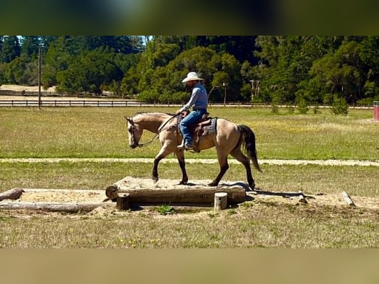 American Quarter Horse Wallach 8 Jahre 150 cm Buckskin in Tres Pinos
