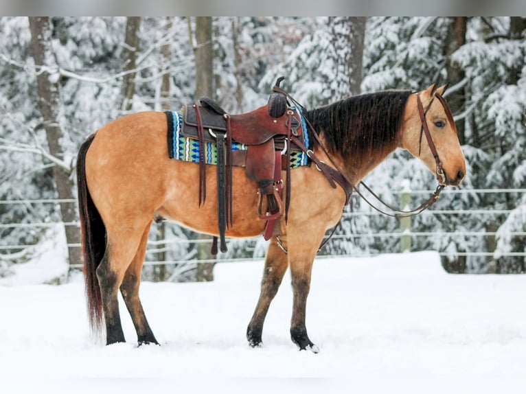 American Quarter Horse Wallach 8 Jahre 150 cm Buckskin in Clarion