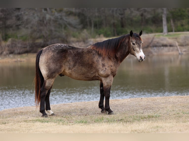American Quarter Horse Wallach 8 Jahre 150 cm Buckskin in Forney