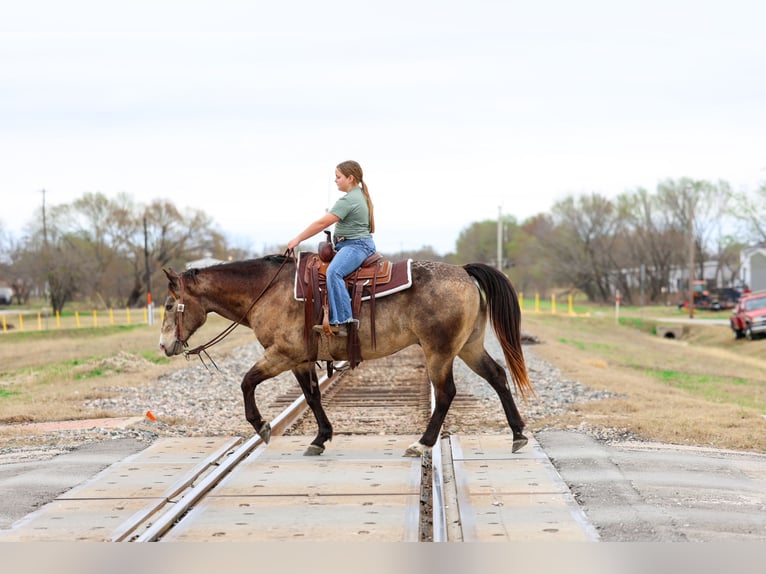 American Quarter Horse Wallach 8 Jahre 150 cm Buckskin in Forney