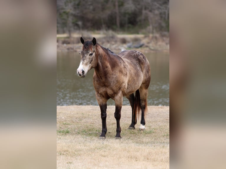 American Quarter Horse Wallach 8 Jahre 150 cm Buckskin in Forney