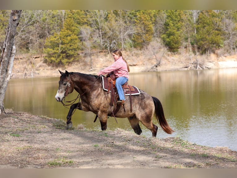 American Quarter Horse Wallach 8 Jahre 150 cm Buckskin in Forney