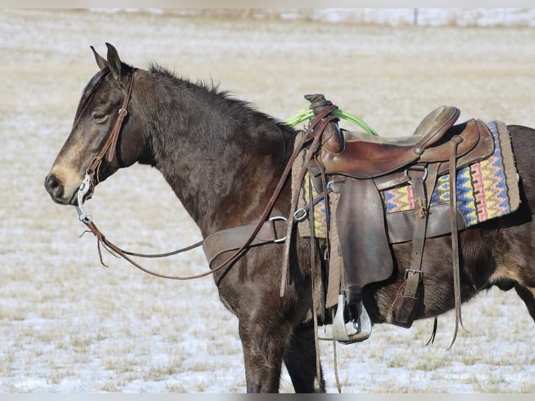 American Quarter Horse Wallach 8 Jahre 150 cm Buckskin in Tompkinsville KY