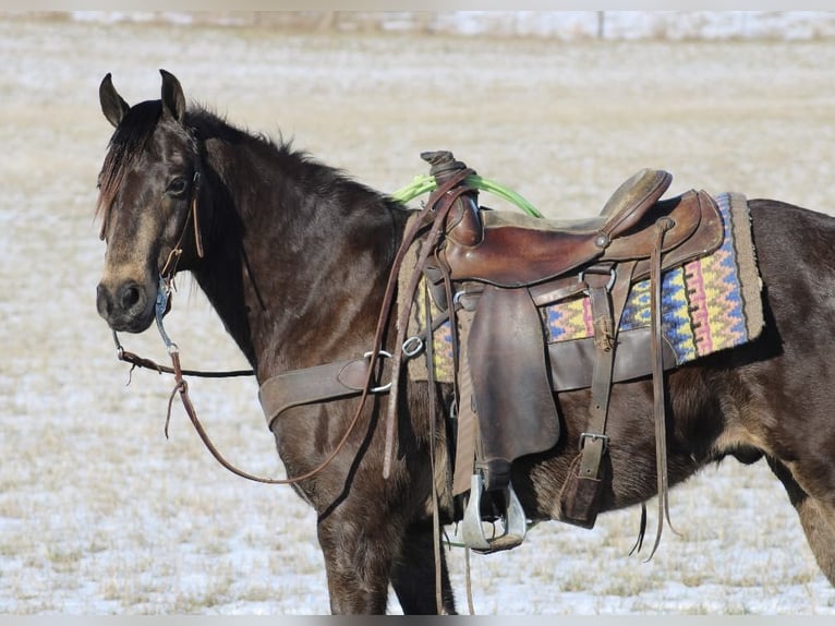 American Quarter Horse Wallach 8 Jahre 150 cm Buckskin in Tompkinsville KY