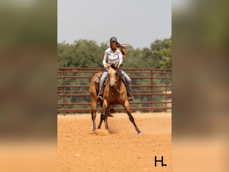 American Quarter Horse Wallach 8 Jahre 150 cm Buckskin in Weatherford TX