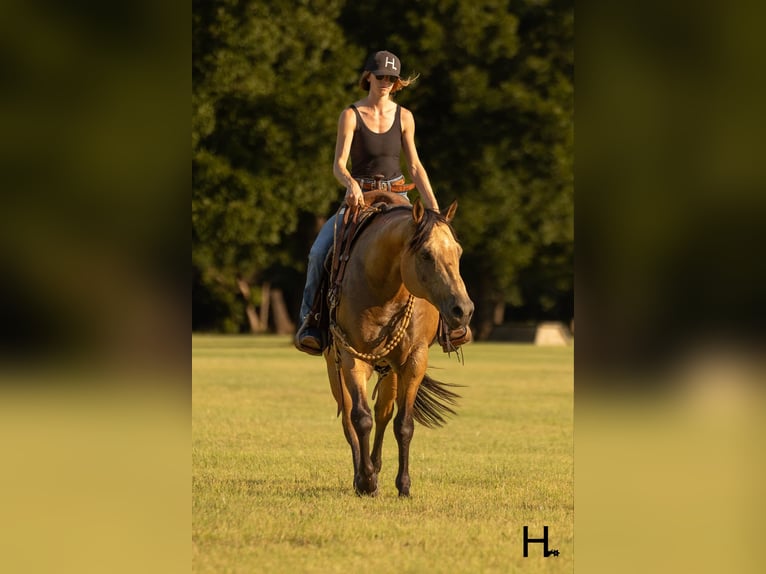 American Quarter Horse Wallach 8 Jahre 150 cm Buckskin in Weatherford TX