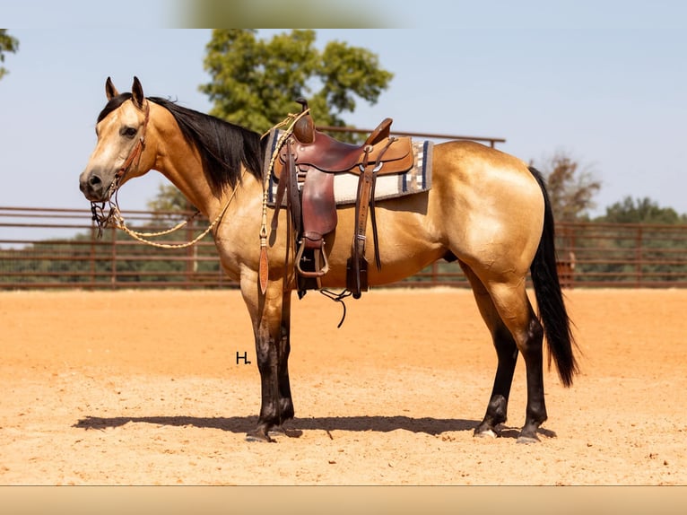 American Quarter Horse Wallach 8 Jahre 150 cm Buckskin in Weatherford TX