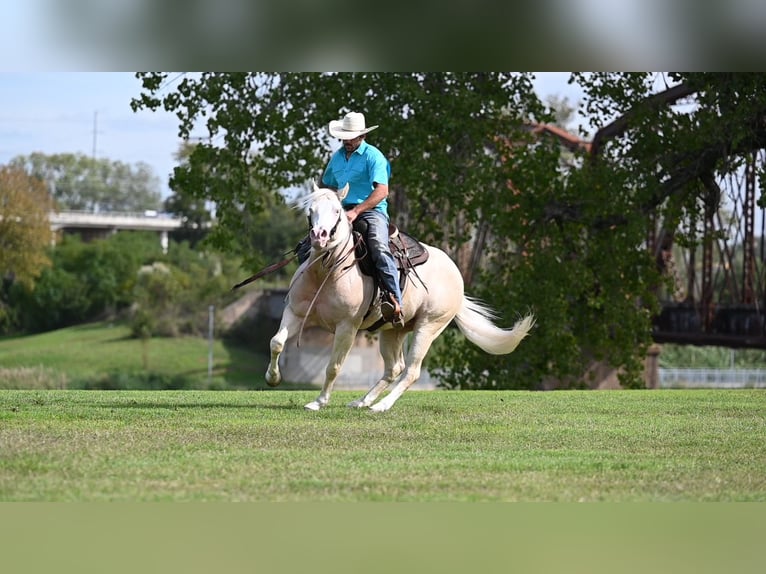 American Quarter Horse Wallach 8 Jahre 150 cm Cremello in Canyon, TX