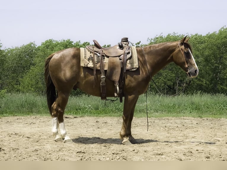 American Quarter Horse Wallach 8 Jahre 150 cm Dunkelfuchs in Bellevue, IA