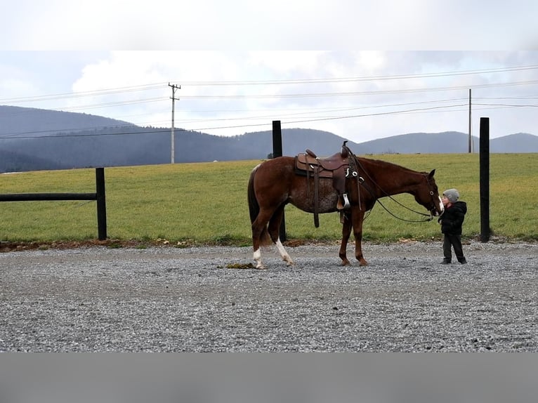 American Quarter Horse Wallach 8 Jahre 150 cm Dunkelfuchs in Rebersburg