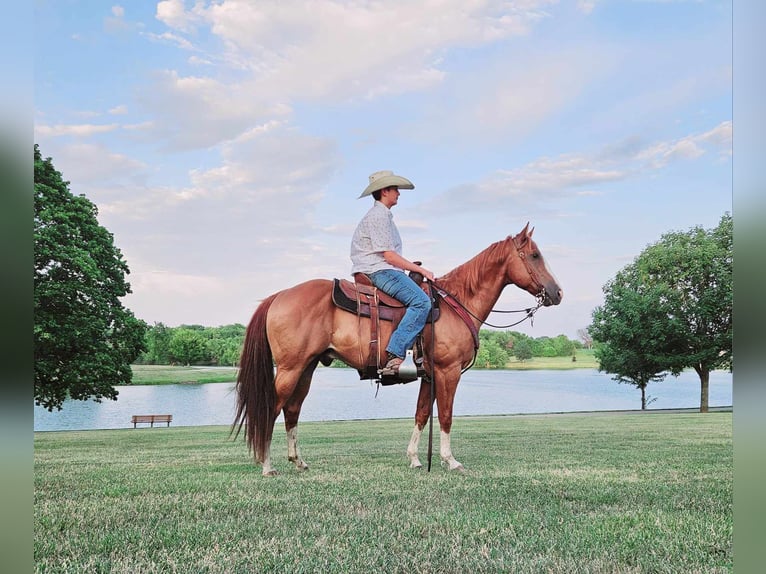 American Quarter Horse Wallach 8 Jahre 150 cm Dunkelfuchs in LaCygne KS