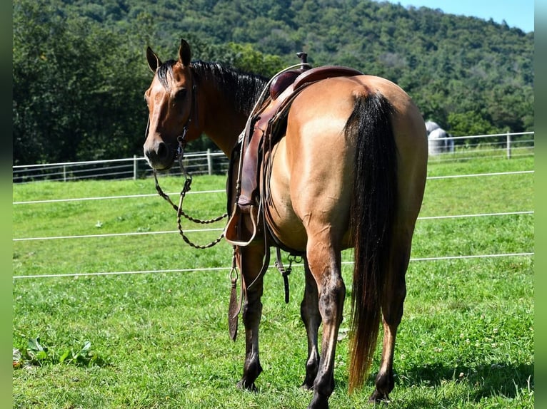American Quarter Horse Wallach 8 Jahre 150 cm Falbe in Rebersburg, PA