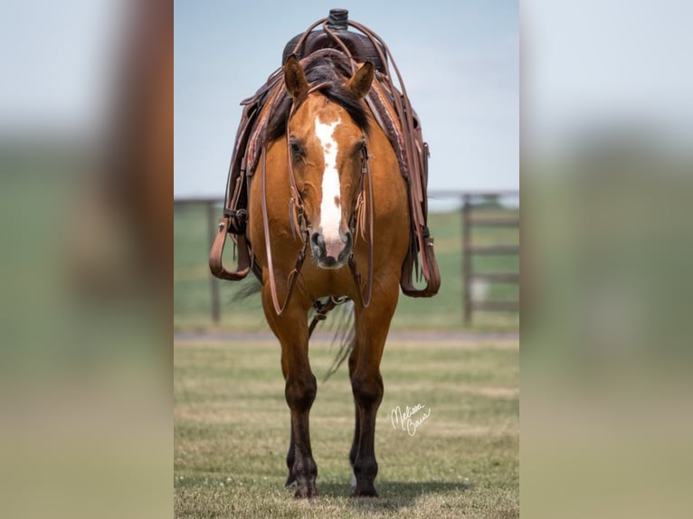 American Quarter Horse Wallach 8 Jahre 150 cm Falbe in River Falls wi