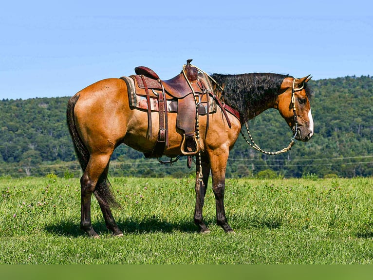 American Quarter Horse Wallach 8 Jahre 150 cm Falbe in Rebersburg, PA