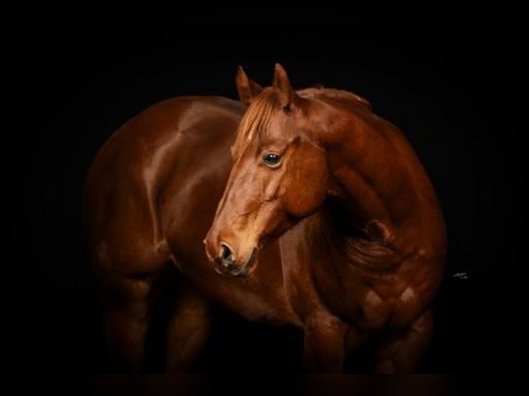 American Quarter Horse Wallach 8 Jahre 150 cm Fuchs in Horrenberg