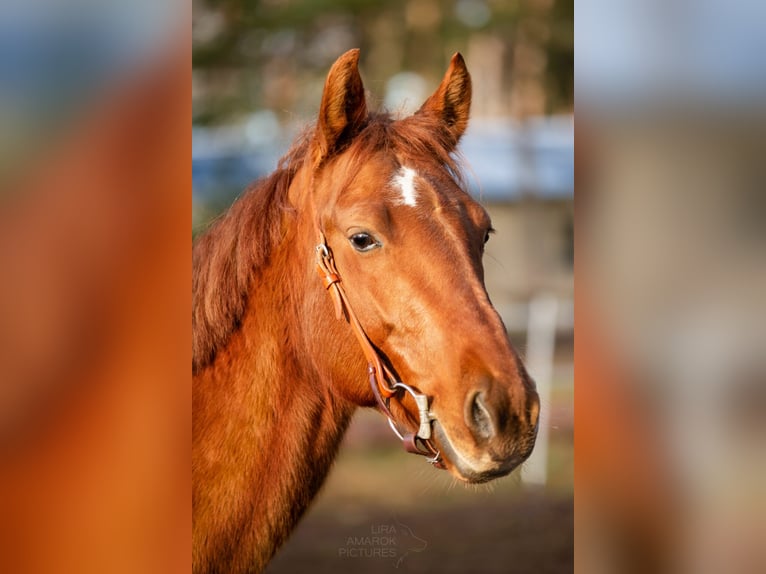 American Quarter Horse Wallach 8 Jahre 150 cm Fuchs in Tetenb&#xFC;ll