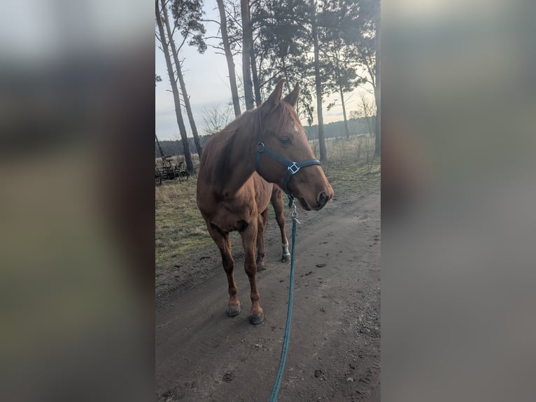 American Quarter Horse Wallach 8 Jahre 150 cm Fuchs in Tetenb&#xFC;ll