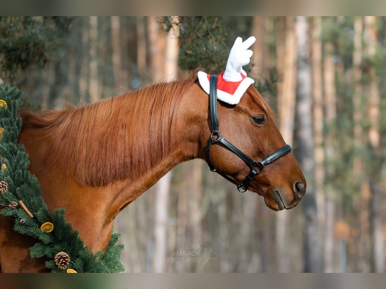 American Quarter Horse Wallach 8 Jahre 150 cm Fuchs in Tetenb&#xFC;ll
