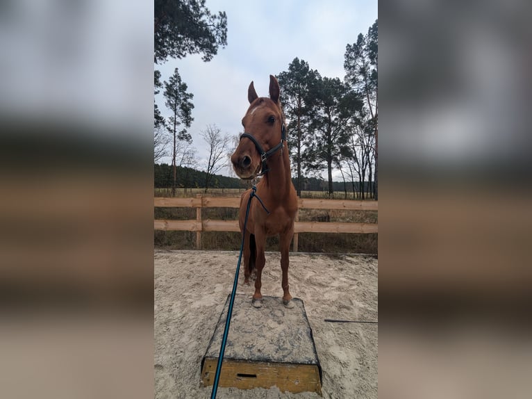 American Quarter Horse Wallach 8 Jahre 150 cm Fuchs in Tetenb&#xFC;ll