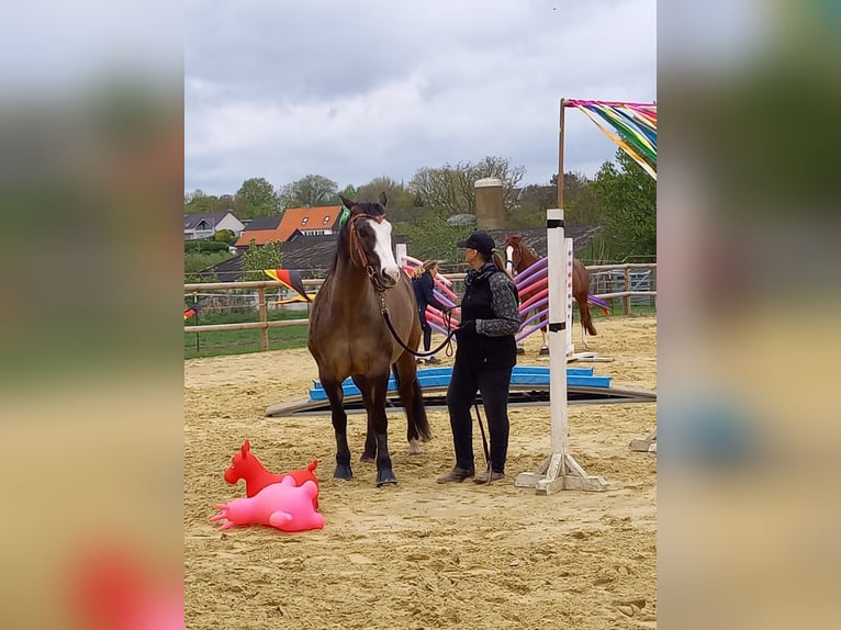 American Quarter Horse Wallach 8 Jahre 150 cm Grullo in Essen