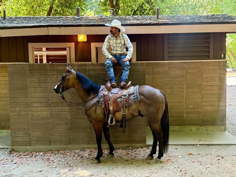 American Quarter Horse Wallach 8 Jahre 150 cm Grullo in Tres Pinos