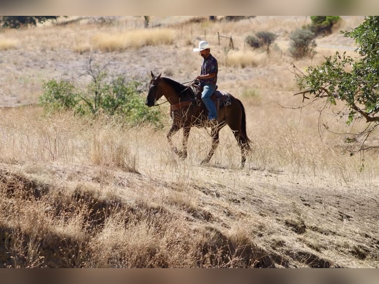 American Quarter Horse Wallach 8 Jahre 150 cm Grullo in Tres Pinos