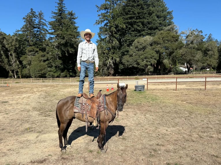 American Quarter Horse Wallach 8 Jahre 150 cm Grullo in Tres Pinos