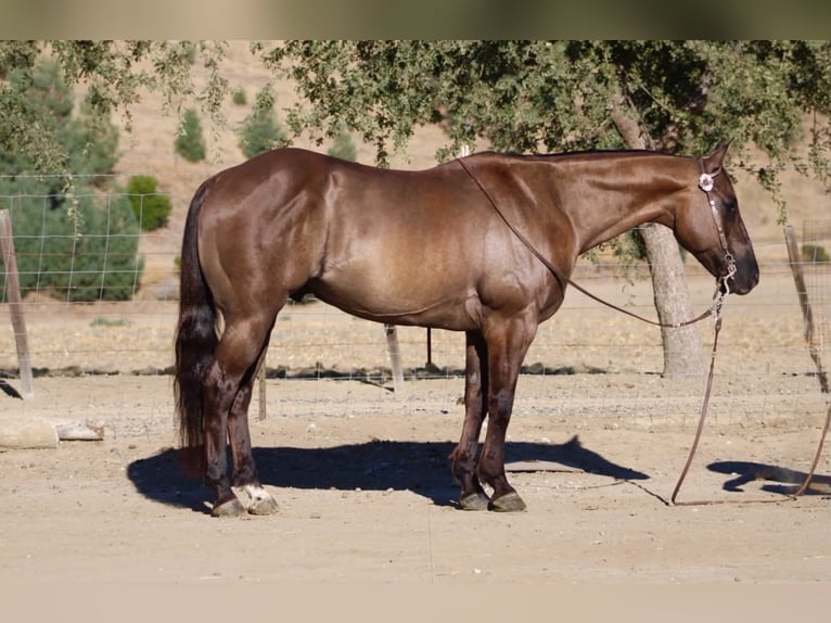 American Quarter Horse Wallach 8 Jahre 150 cm Grullo in Tres Pinos