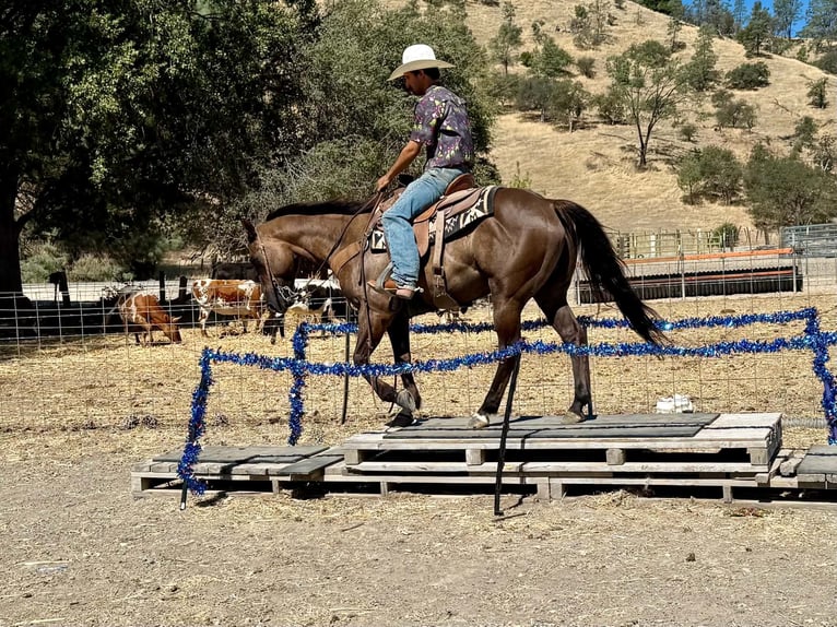 American Quarter Horse Wallach 8 Jahre 150 cm Grullo in Tres Pinos
