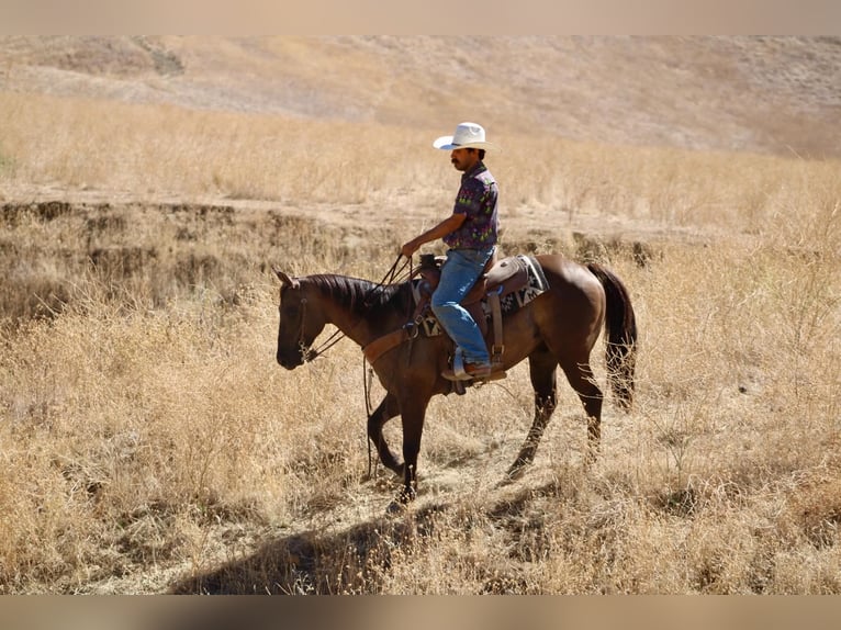 American Quarter Horse Wallach 8 Jahre 150 cm Grullo in Tres Pinos