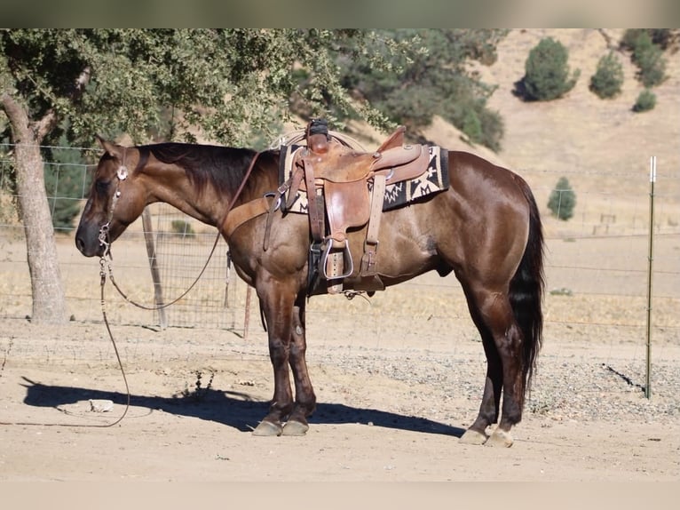 American Quarter Horse Wallach 8 Jahre 150 cm Grullo in Tres Pinos