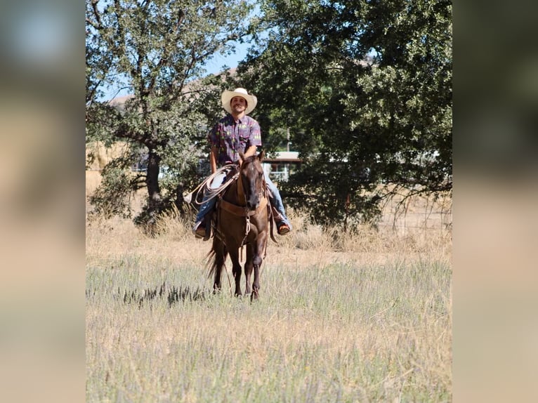 American Quarter Horse Wallach 8 Jahre 150 cm Grullo in Tres Pinos