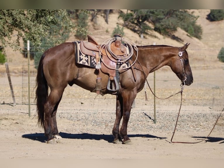 American Quarter Horse Wallach 8 Jahre 150 cm Grullo in Tres Pinos