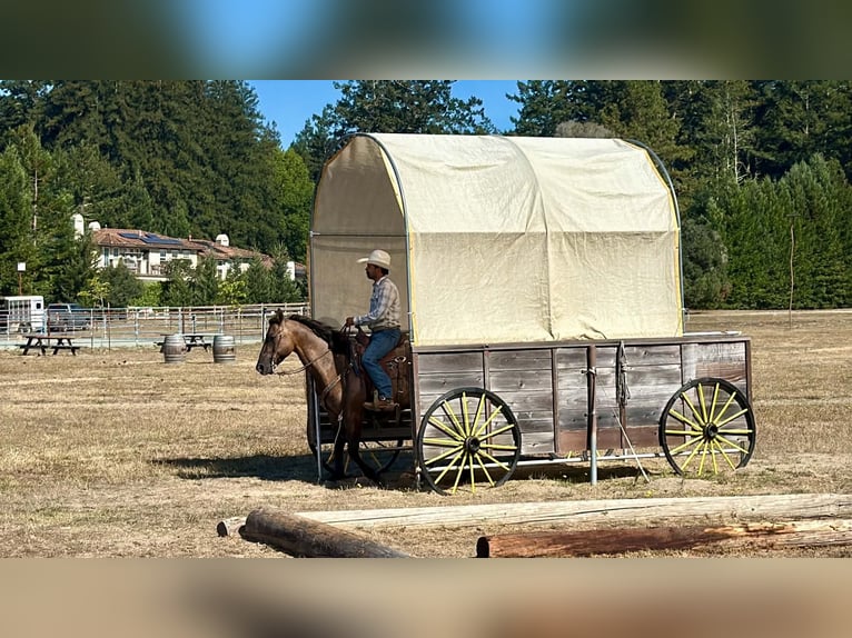 American Quarter Horse Wallach 8 Jahre 150 cm Grullo in Tres Pinos