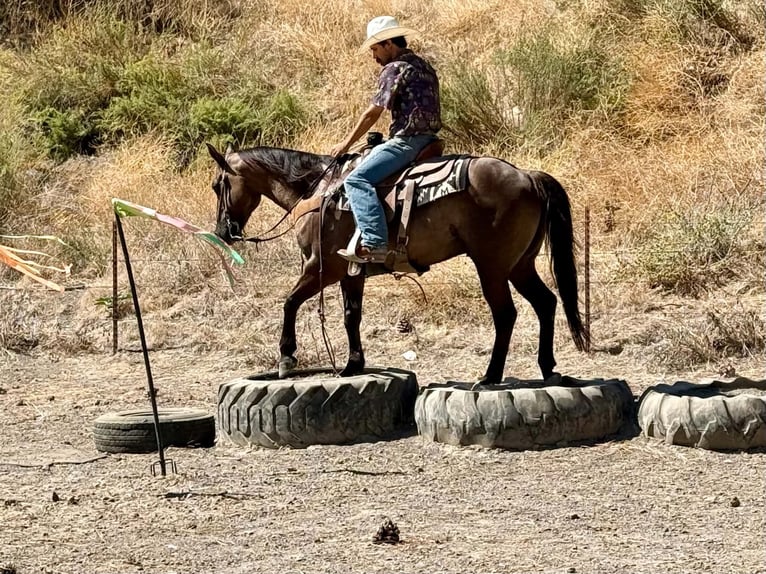 American Quarter Horse Wallach 8 Jahre 150 cm Grullo in Tres Pinos