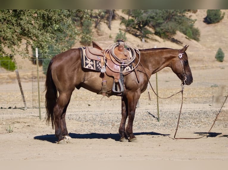 American Quarter Horse Wallach 8 Jahre 150 cm Grullo in Tres Pinos