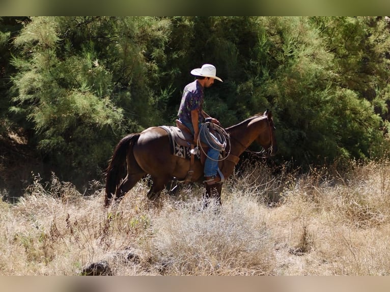 American Quarter Horse Wallach 8 Jahre 150 cm Grullo in Tres Pinos