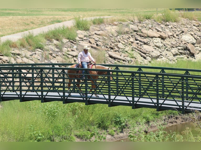 American Quarter Horse Wallach 8 Jahre 150 cm Palomino in Stephenville