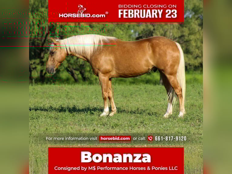 American Quarter Horse Wallach 8 Jahre 150 cm Palomino in Stephenville