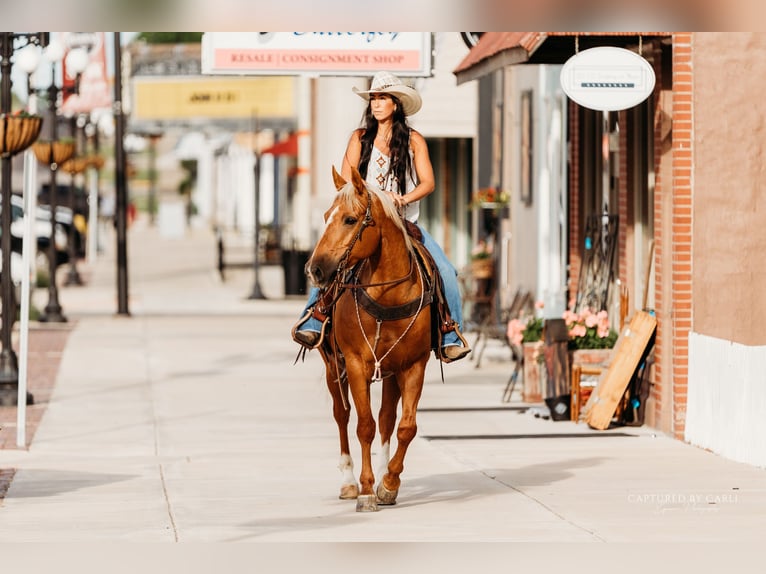 American Quarter Horse Wallach 8 Jahre 150 cm Palomino in Lewistown, IL