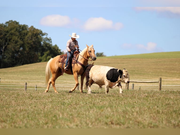 American Quarter Horse Wallach 8 Jahre 150 cm Palomino in Clarion