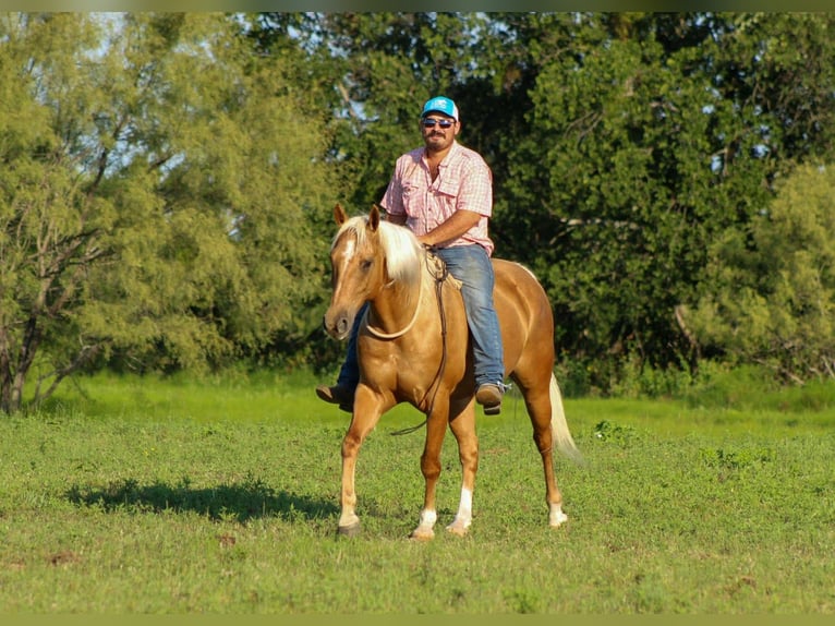 American Quarter Horse Wallach 8 Jahre 150 cm Palomino in Whitesboro