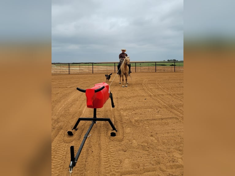 American Quarter Horse Wallach 8 Jahre 150 cm Palomino in Rising Star TX