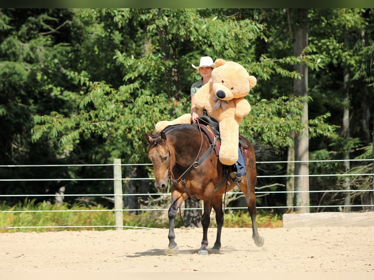 American Quarter Horse Wallach 8 Jahre 150 cm in Clarion