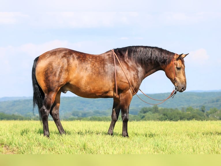 American Quarter Horse Wallach 8 Jahre 150 cm in Clarion