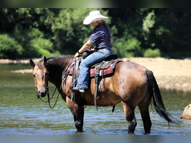 American Quarter Horse Wallach 8 Jahre 150 cm in Clarion